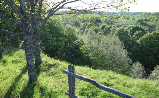 29. Dyburių regykla.jpg